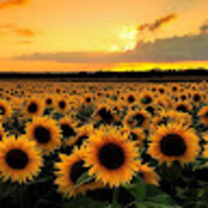 Meet your Posher, Alina